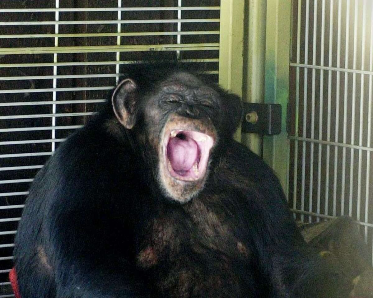Image for Travis (Chimpanzee)