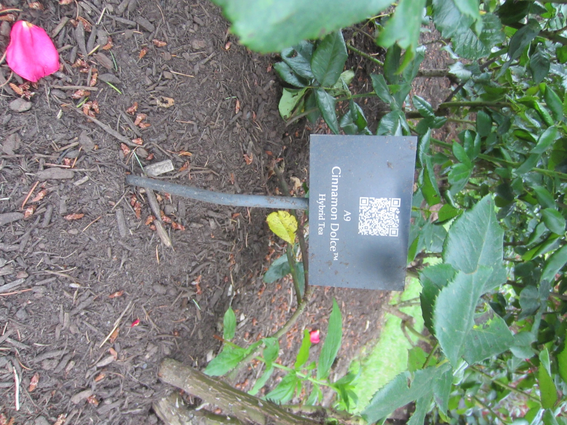 International Rose Test Garden, Portland, Oregon (2022) - 217.jpg