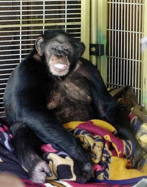 Stamford chimp victim eligible for face transplant