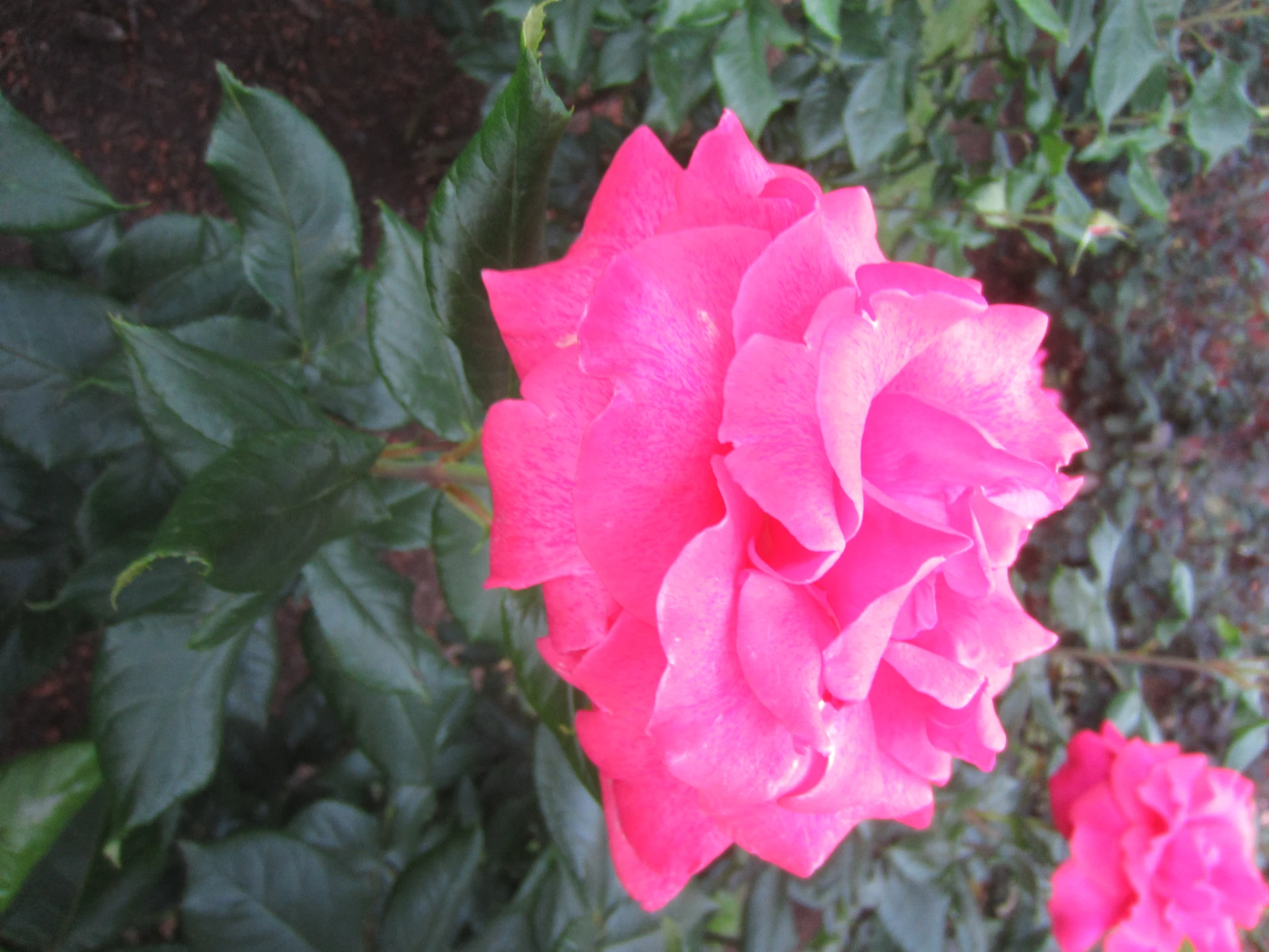 International Rose Test Garden, Portland, Oregon (2022) - 220.jpg