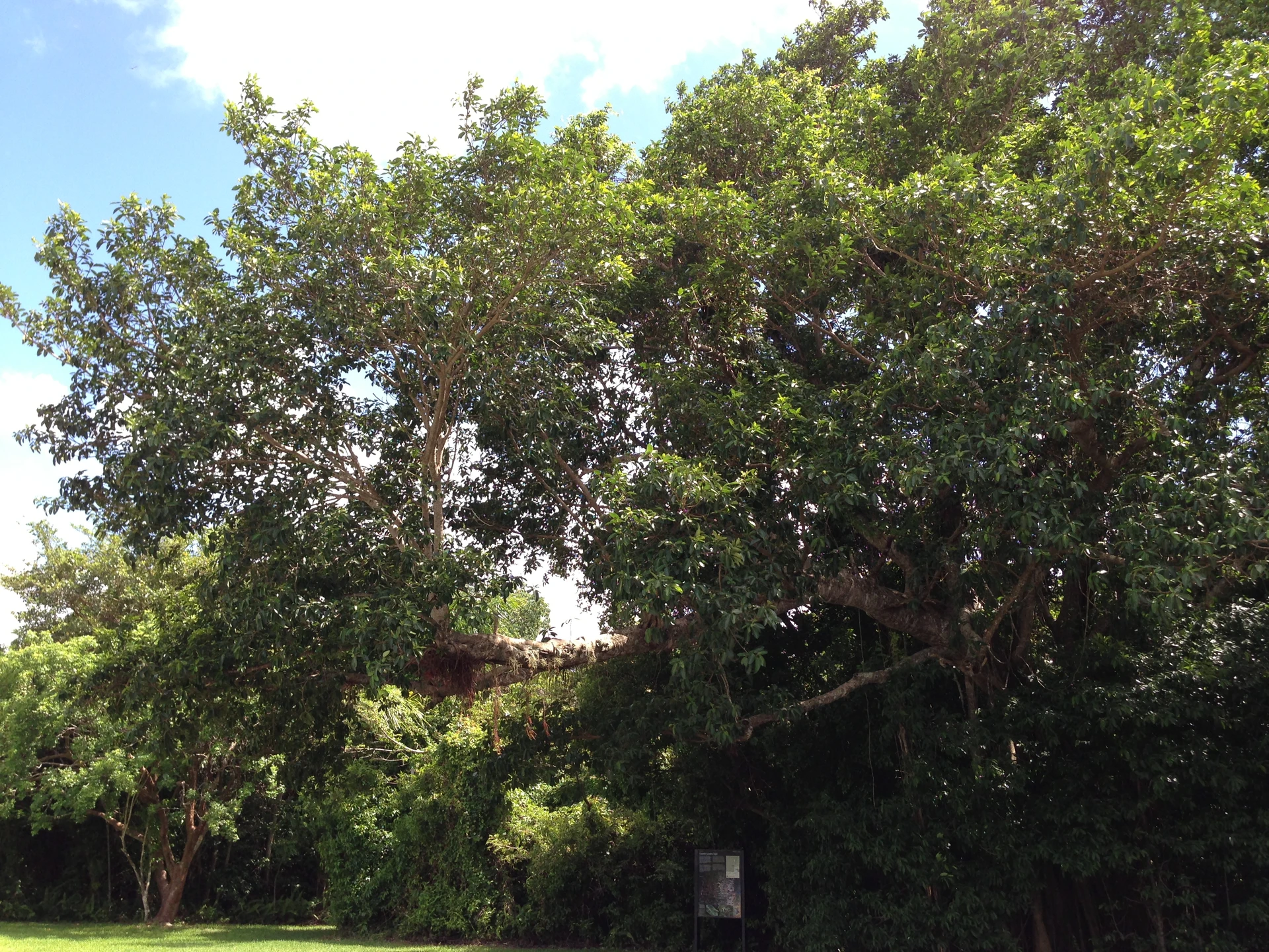 Huge Strangler Fig - panoramio.jpg