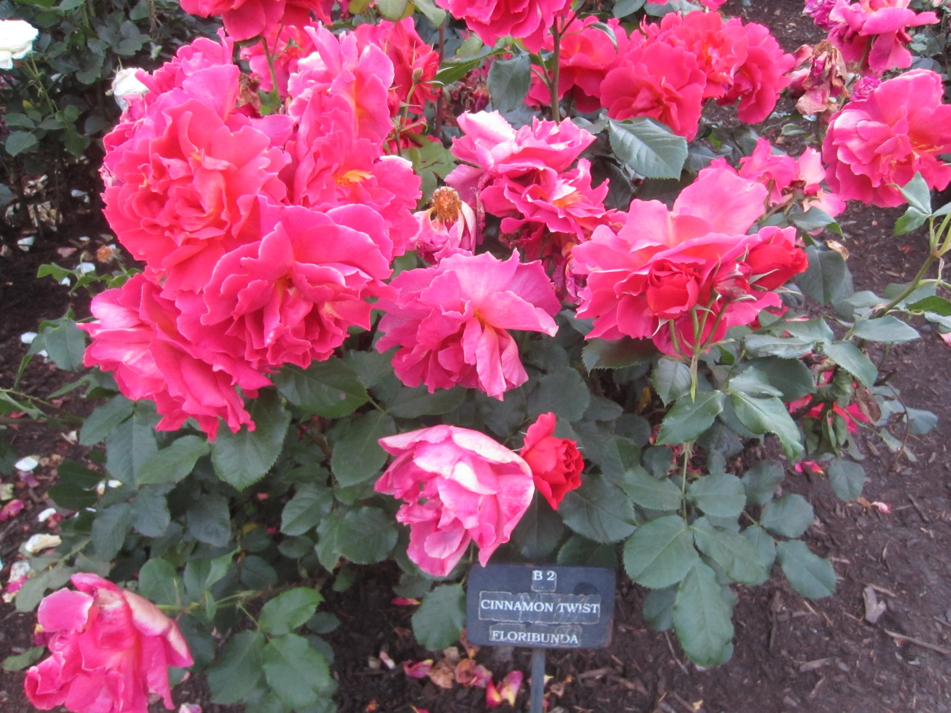 International Rose Test Garden, Portland, Oregon (2022) - 368.jpg