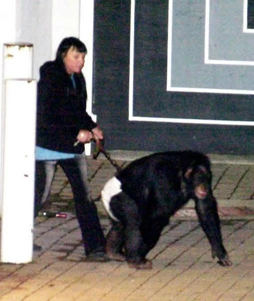 Stamford woman won't be charged in chimpanzee attack