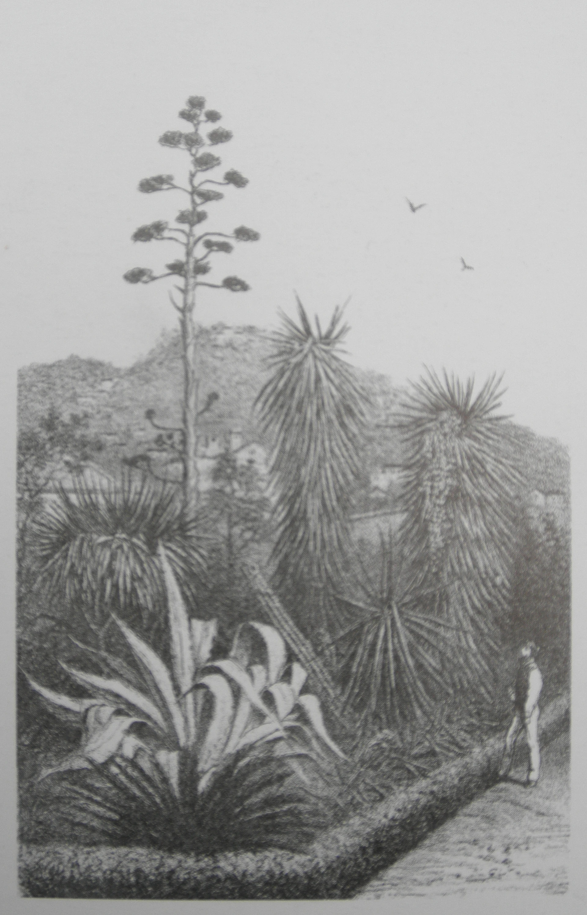 Jardin Huber cropped.JPG